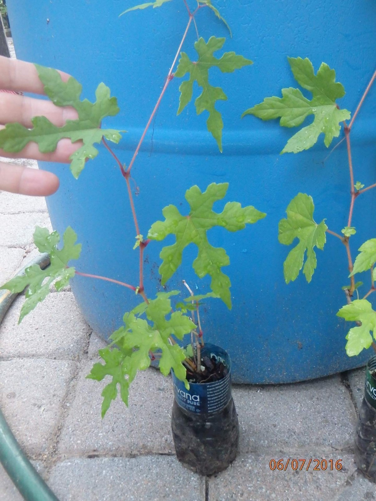 Porcelaine grape vine live plant, Ampelopsis hardy liana blue rare berries 1y.o.
