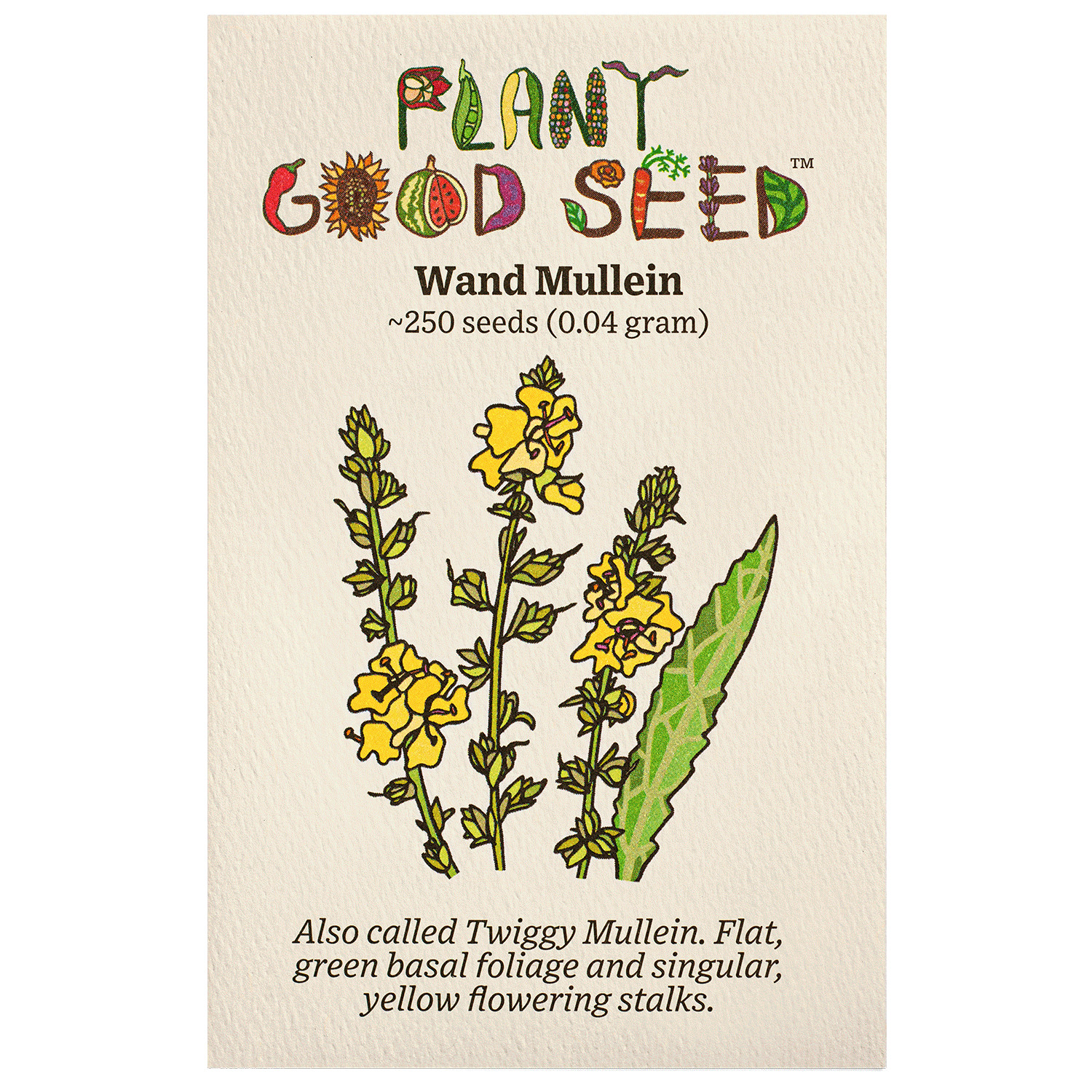 Wand Mullein Seeds