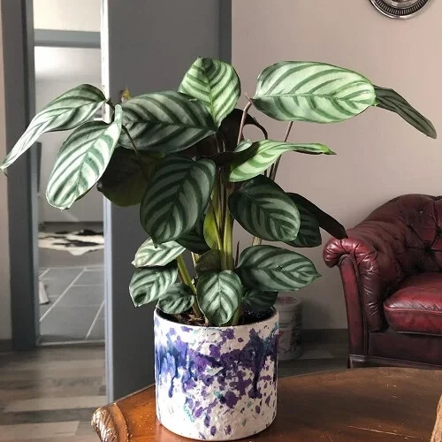 25+ Anulque Calathea Seeds for Garden Planting – USA – FREE SHIPPING!