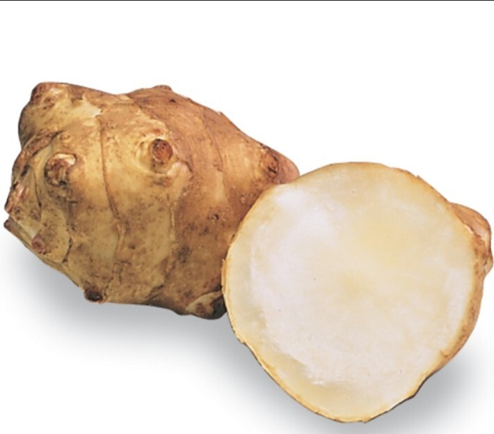 Organic Rooted Fuseau 茯神 Sunchoke Jerusalem Artichoke Helianthus tuberosus 8 oz