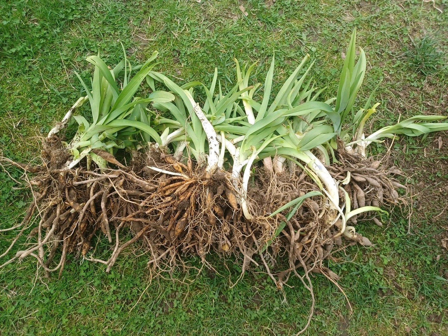ORANGE DITCH LILIES 35+ Plants With Over A 100 Tubers Freshly Dug.