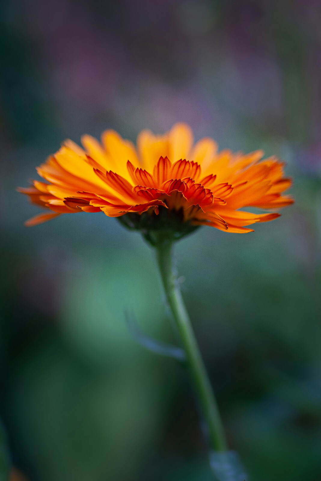 25+ Calendula Seeds, Medicinal Flowering Herb Orange Pot Marigold, Free Shipping