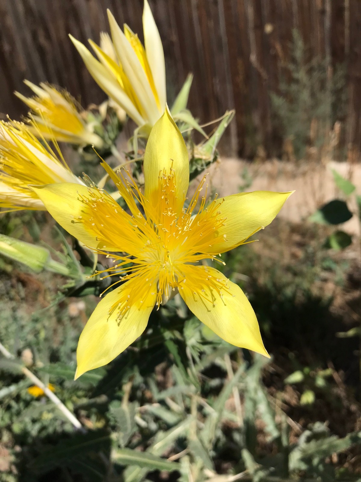 Mentzelia laevicaulis, Giant Blazingstar Biennial Wildflower Plant Seeds