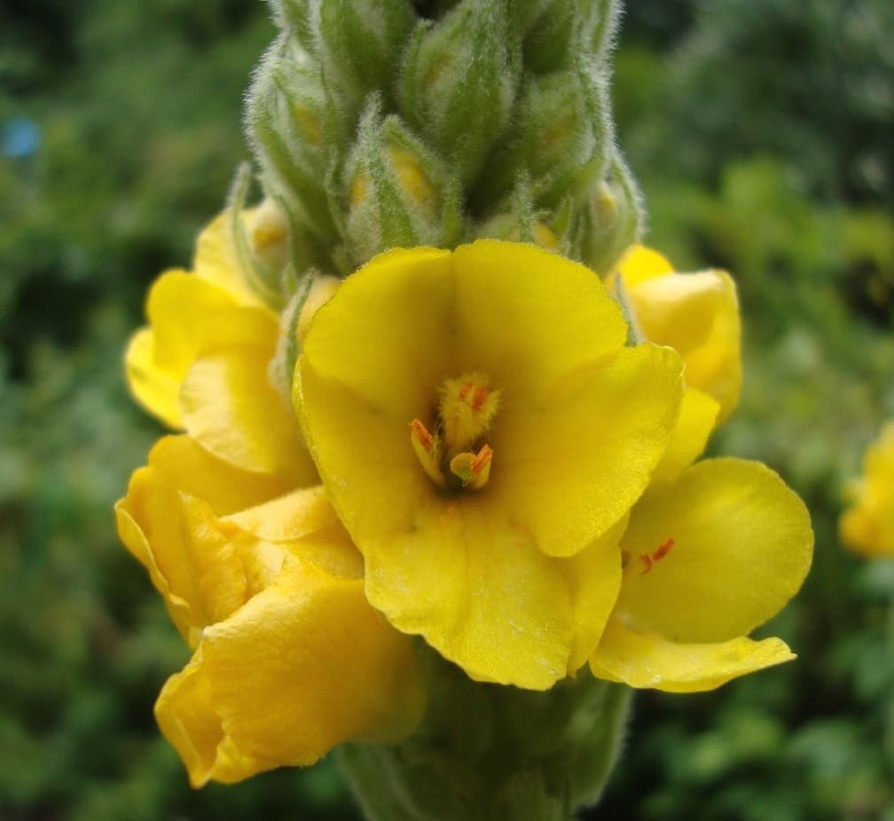 Open-Pollinated Mullein Seeds – Non-GMO Herb Seeds with Vibrant Yellow Blooms