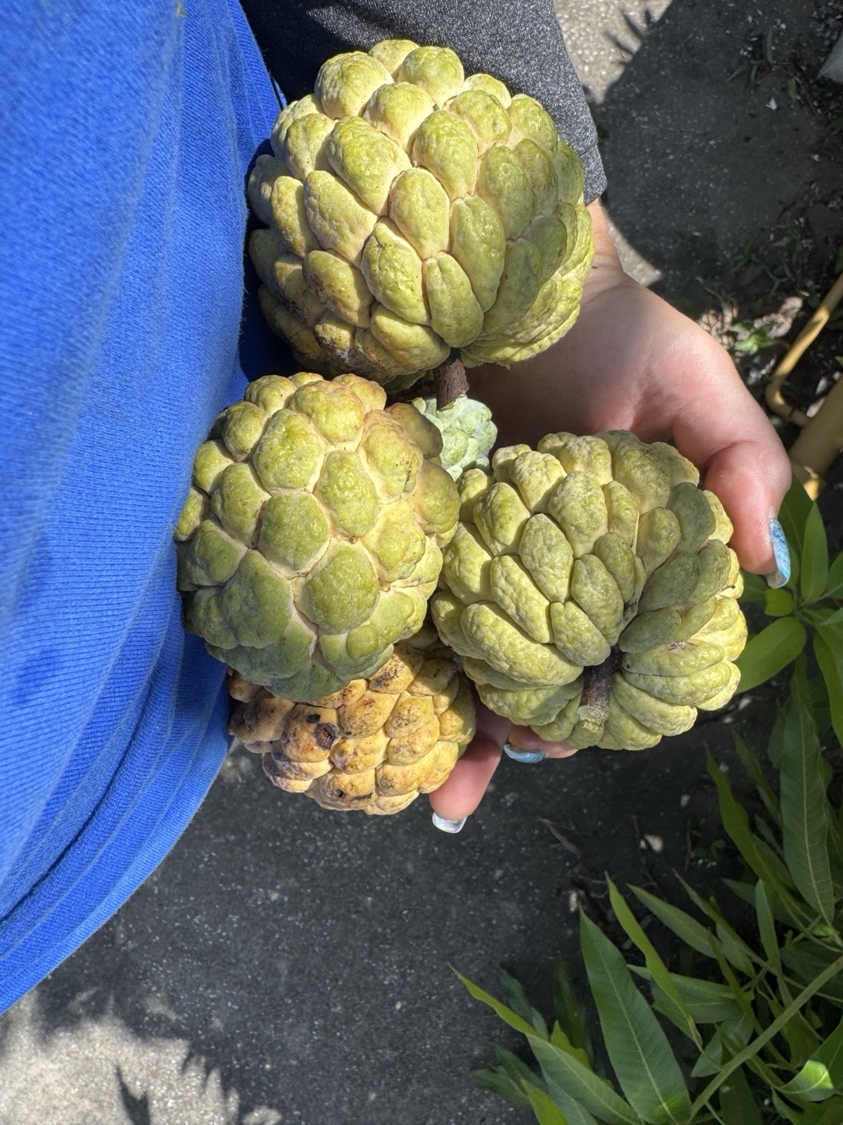 15 Sugar Apple Seeds Organic Sweet Delicious Sweet Fruit.