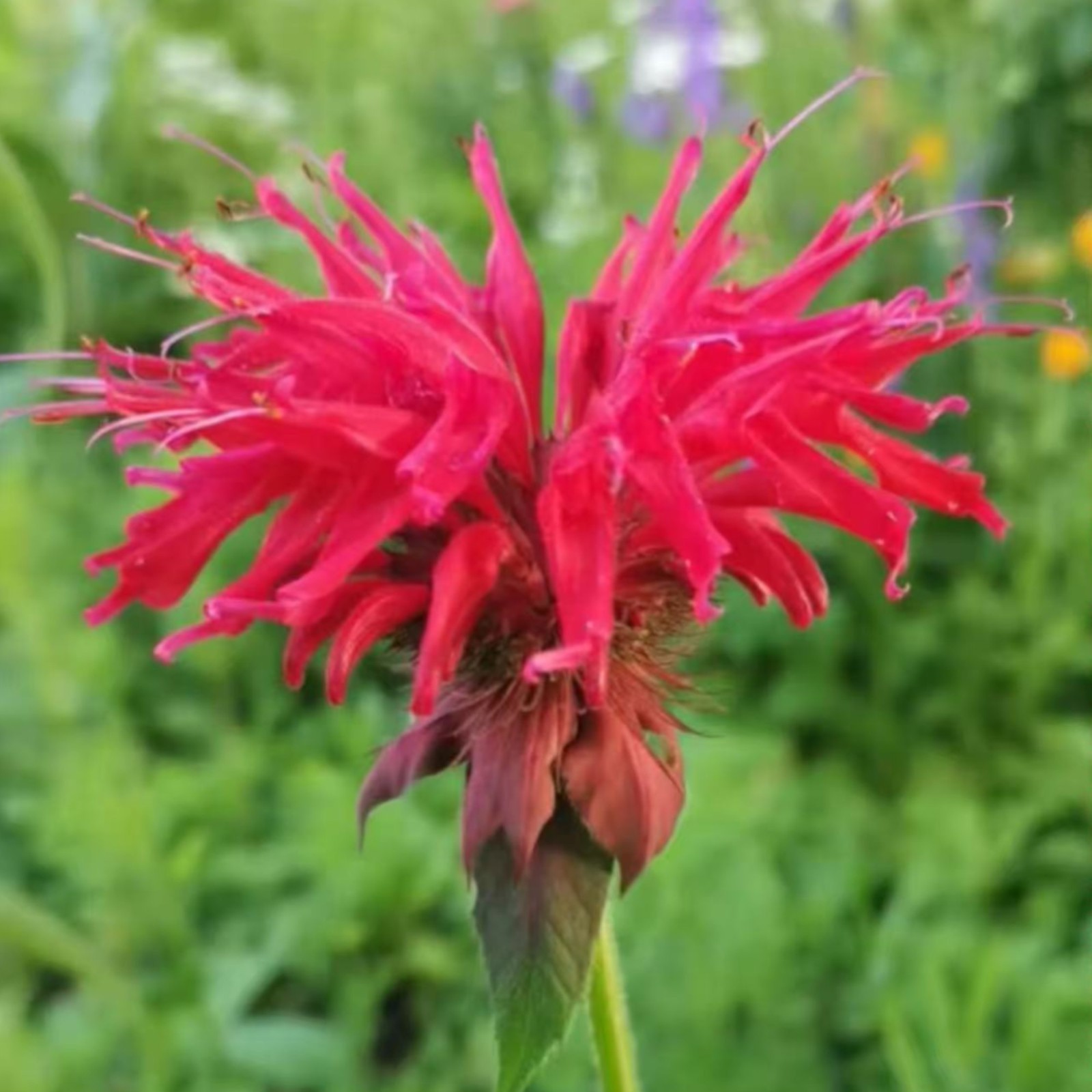 1000 Red Bee Balm Seeds Monarda – Fiery Perennial Flower for Hummingbirds