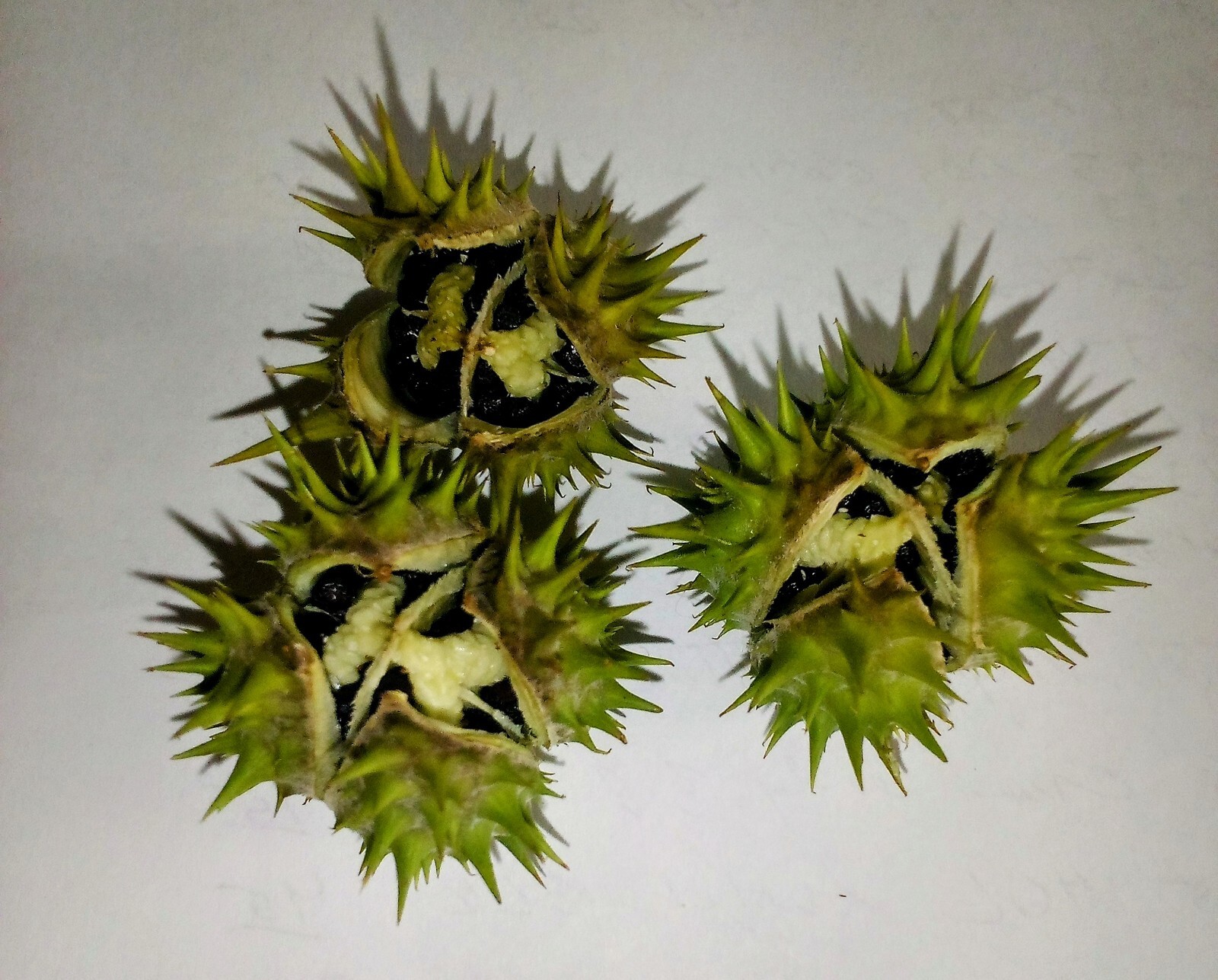 100+Seeds. Datura Stramonium, Jimson Weed, Thorn Apple, Devil’s Trumpet