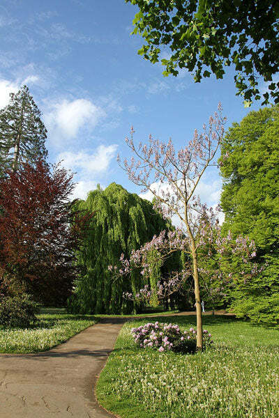 Paulownia tomentosa | Empress or Princess Tree | 50 Seeds