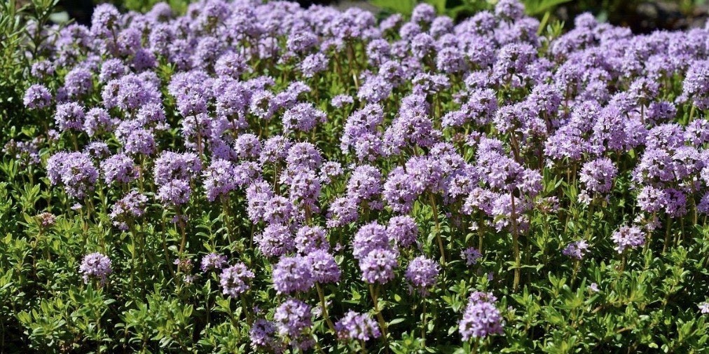Creeping Thyme 15 Seeds | Heirloom / Non-GMO | Free Shipping | Herb Seeds Empori