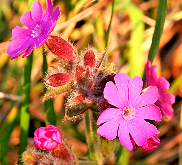 RED CAMPION MIX 100 SEEDS, HYBRID LEAF COLORS, YELLOW, PURPLE… SILENE DIOICA