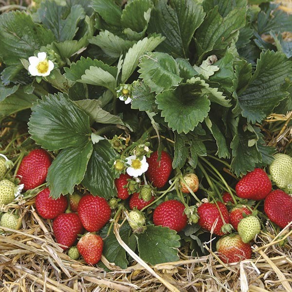 Best Selling Strawberry Collection (Pack of 18 Plants) Earliglow, Honeoye, Jewel