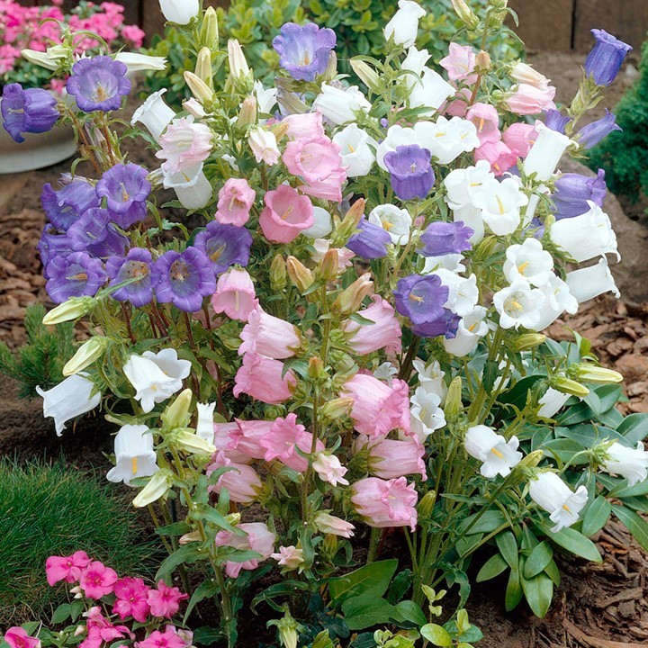 300 seeds CANTERBURY BELLS MIX colors Campanula Seeds from my garden + Gift