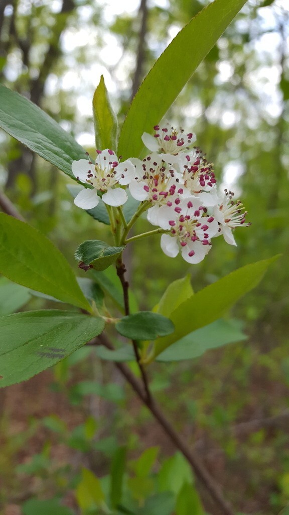 Black Chokeberry (Aronia melanocarpa), Choose how many seeds!
