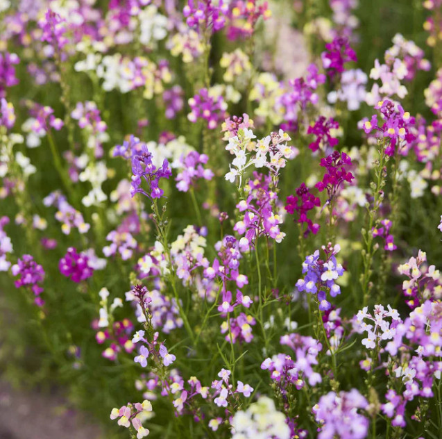 Toadflax SPURRED SNAPDRAGON Easy Grow Pollinator Cut Flowers Non-GMO 1000 Seeds!