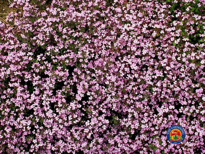 500 Soapwort Flower Seeds Saponaria ocymoides (Ground Cover, Rock Garden)