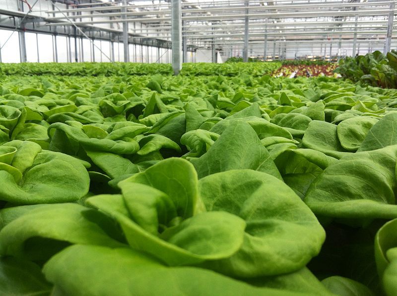 3000 WHITE BOSTON LETTUCE 12″ Green Butterhead Lactuca Sativa Vegetable Seeds