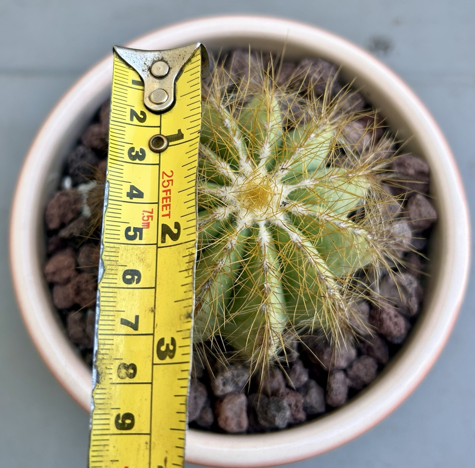 Parodia Magnifica Balloom Cactus Free Shipping