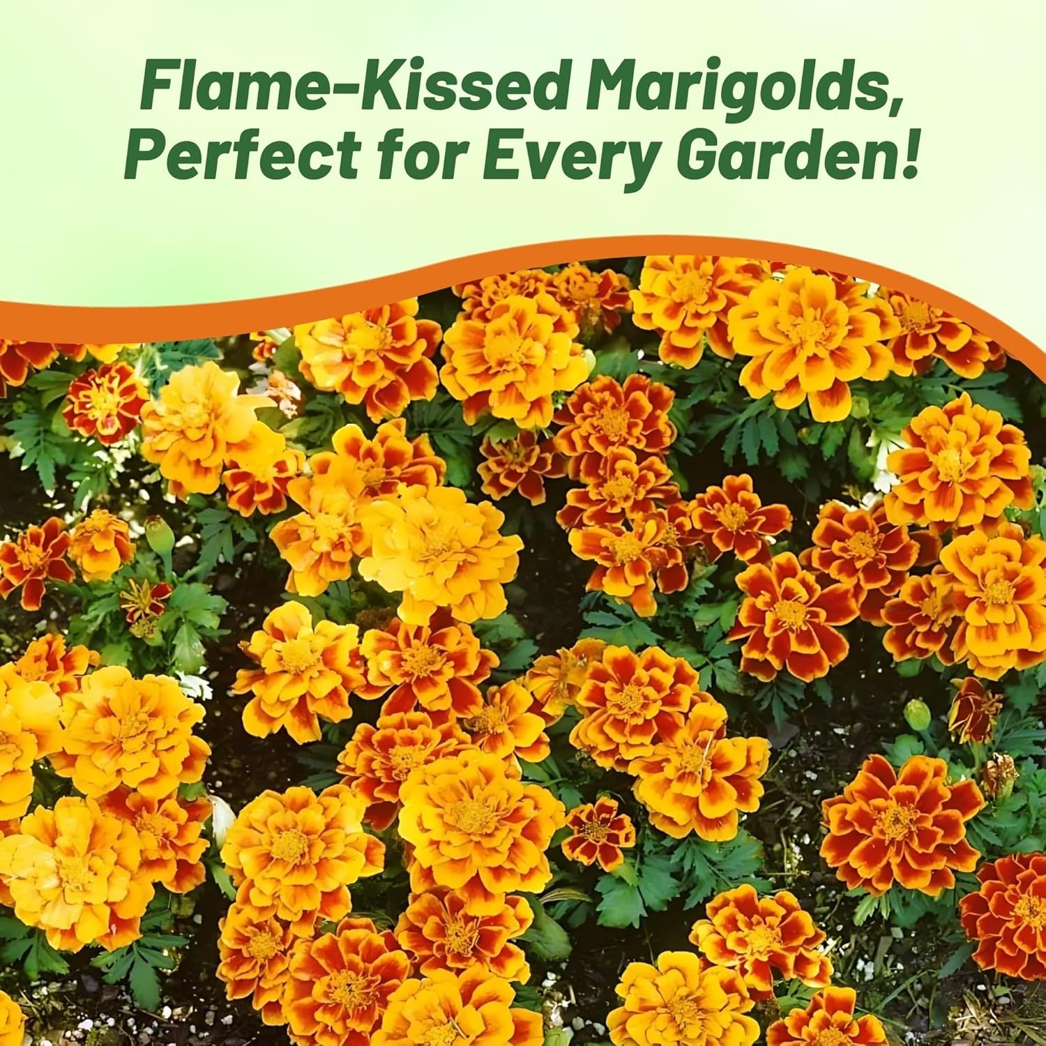 500 Seeds French Marigold Tagetes Patula Durango Flame Flower Seeds