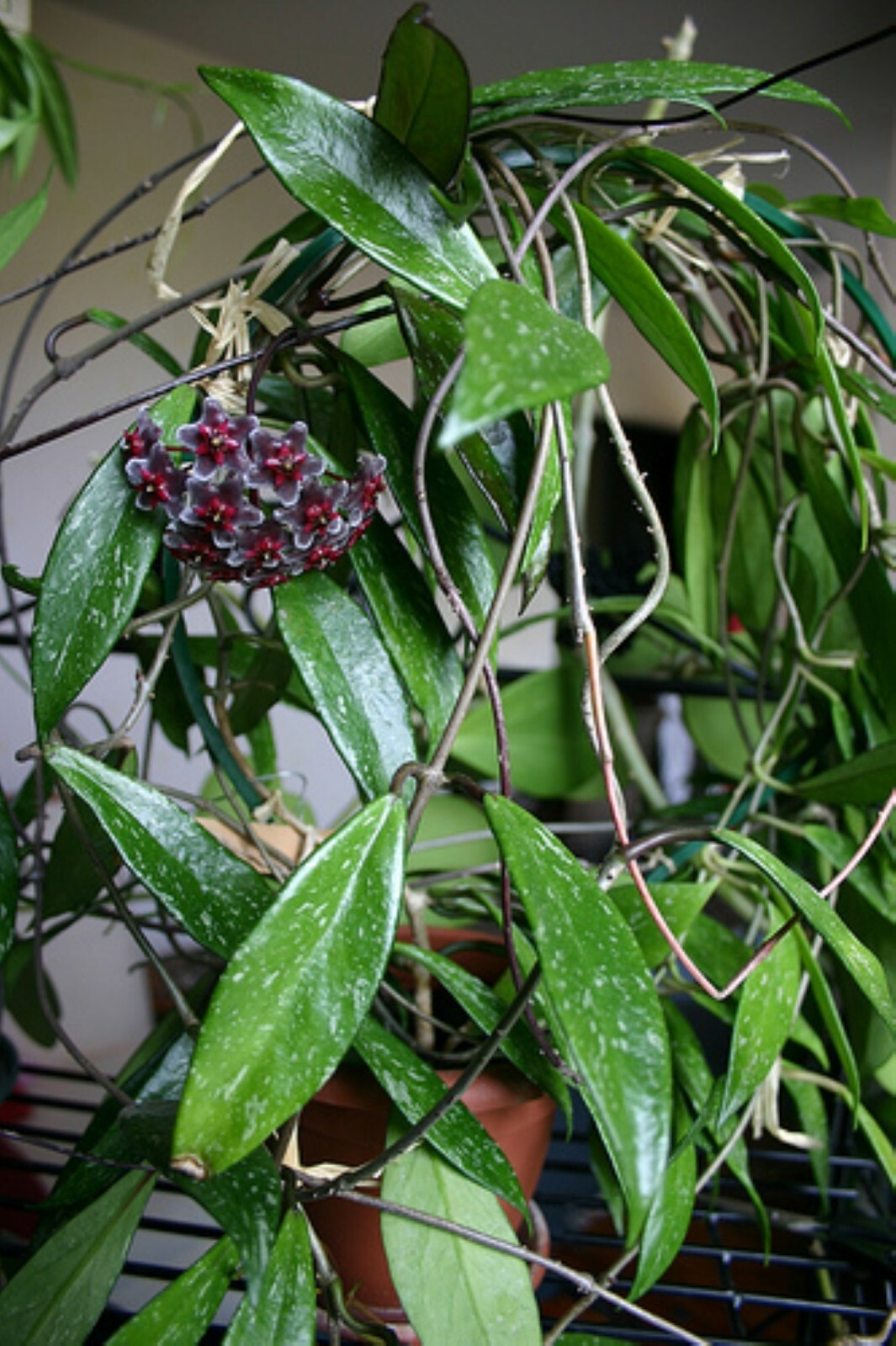 Hoya pubicalyx 1 Year Old plant well rooted, sent in container