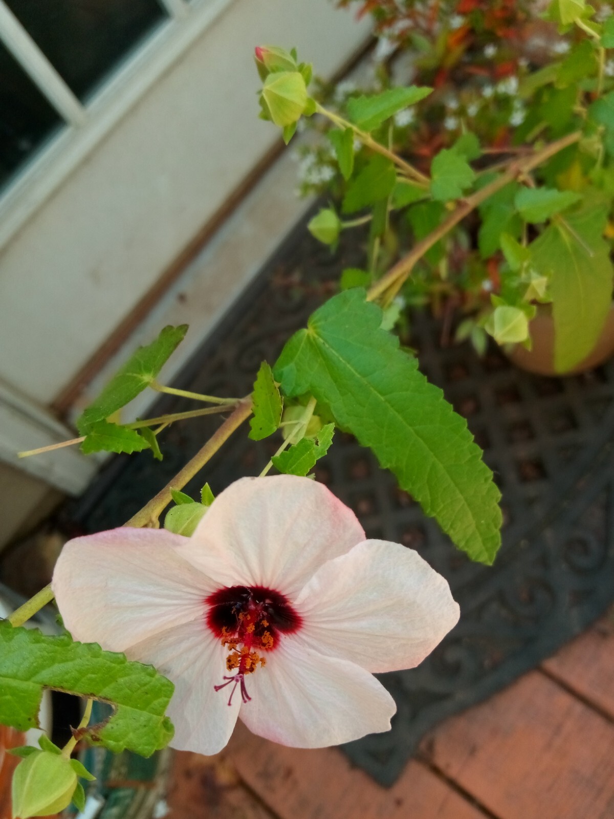 25 Light pink Swamp Rose Mallow Hibiscus Seeds.Medium size Flowers.Maroon Center