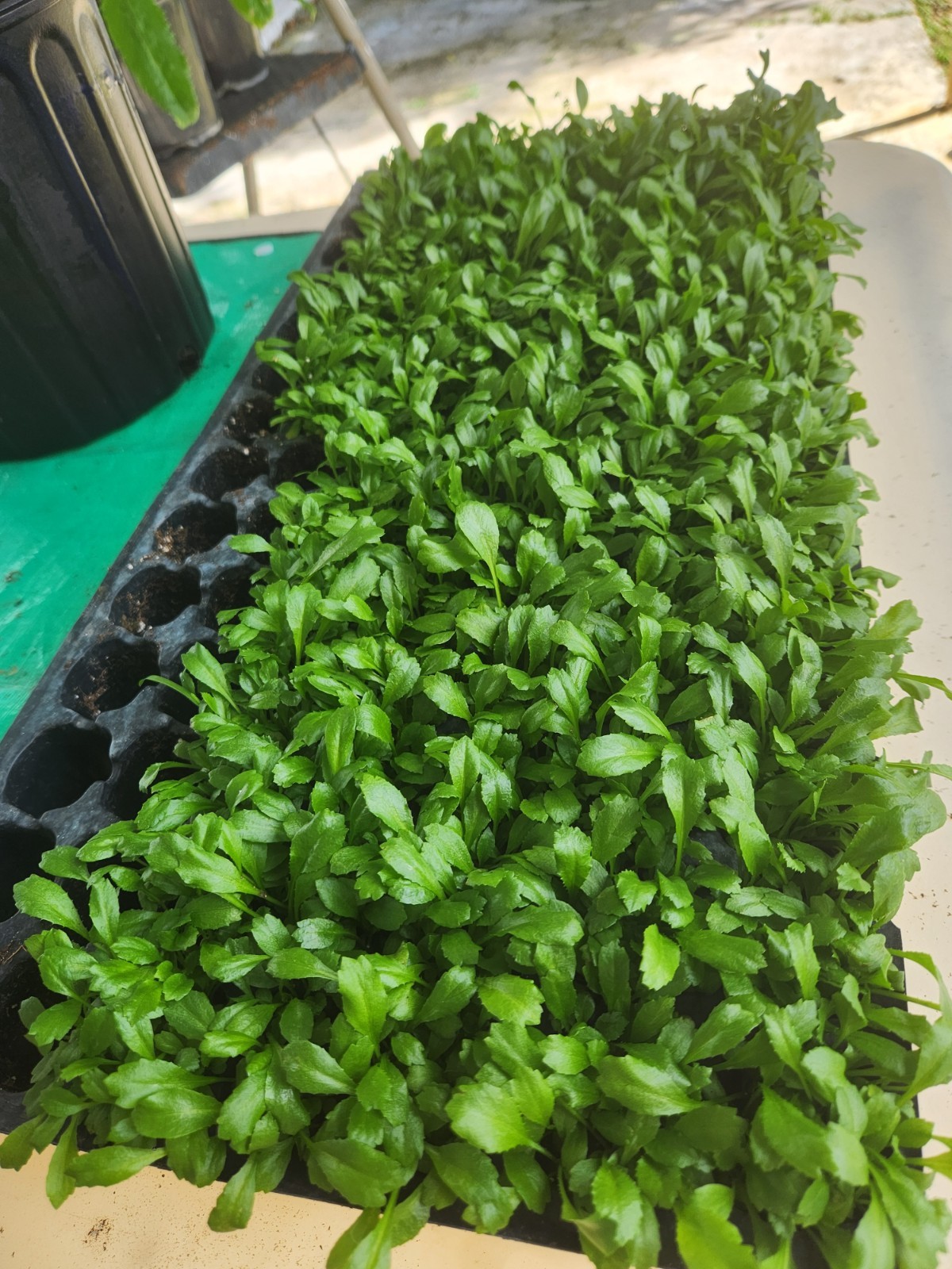 1,000+ Seeds, Recao de Puerto Rico, Culantro, ngo-gai, long coriander, Sofrito