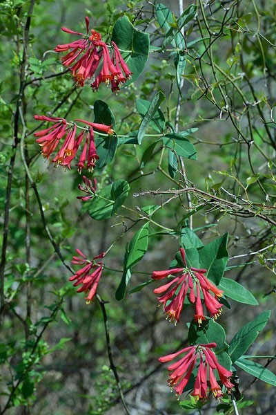 Lonicera sempervirens | Trumpet Honeysuckle ‘Major Wheeler’ | 5 Seeds