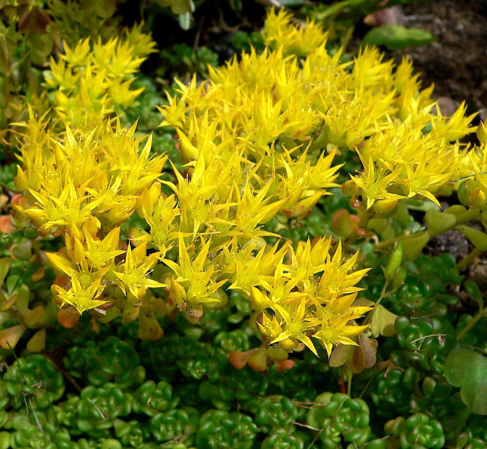 50 OREGON STONECROP Sedum Oreganum Bronze Orange Red Native Yellow Flower Seeds