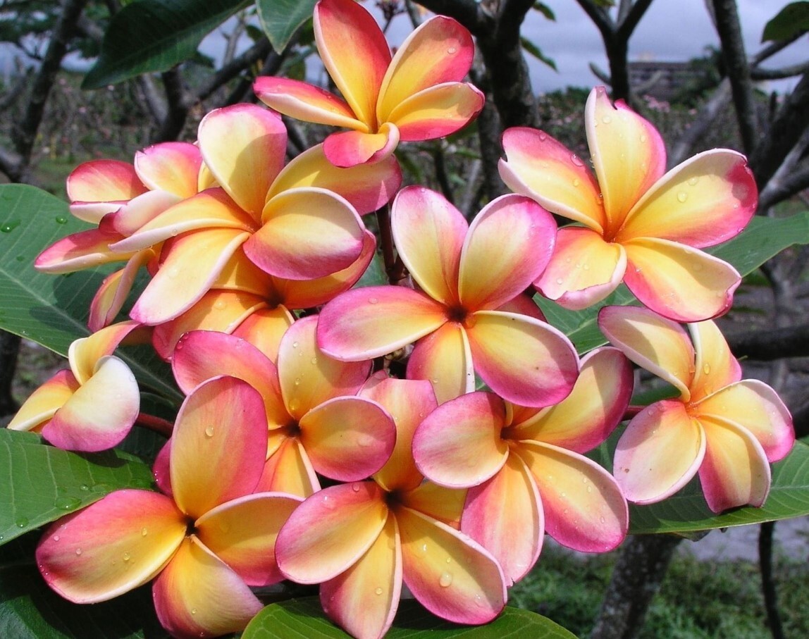Rare Frangipani Rainbow Nebel’s Plumeria Cutting 10-12″ Fragrant Tropical Plant
