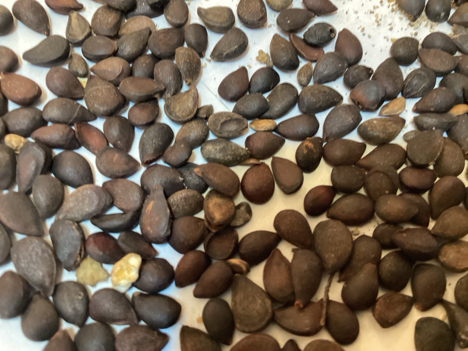 Callery Pear Tree Seeds (PYRUS CALLERYANA)