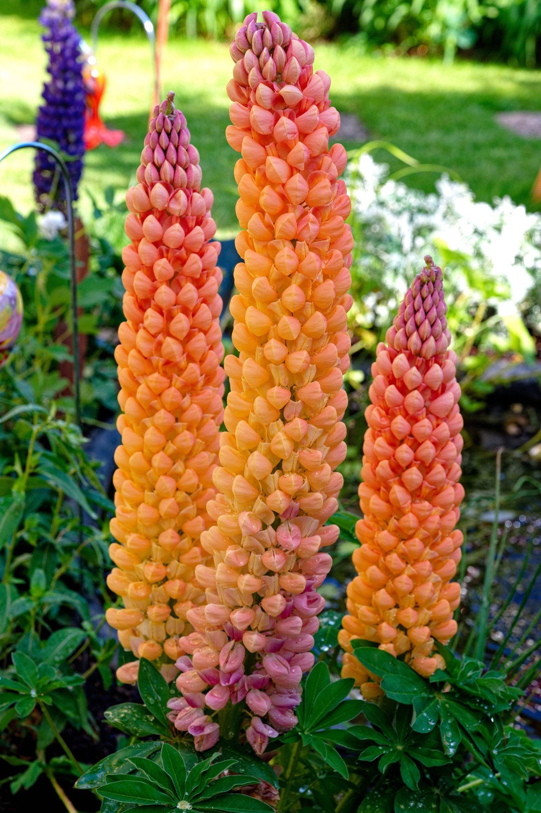 75 Mixed Colors RUSSELL LUPINE Bigleaf Lupinus Polyphyllus Flower Seeds