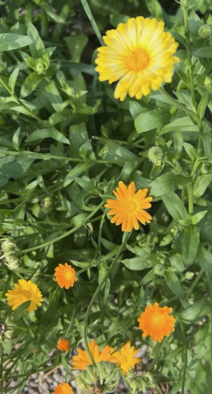 Calendula English Pot Marigold Seed Mix – Non-GMO / Heirloom – Free Shipping