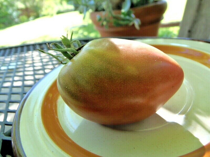 Longhorn – for salad and sauces, developed at J&L Gardens