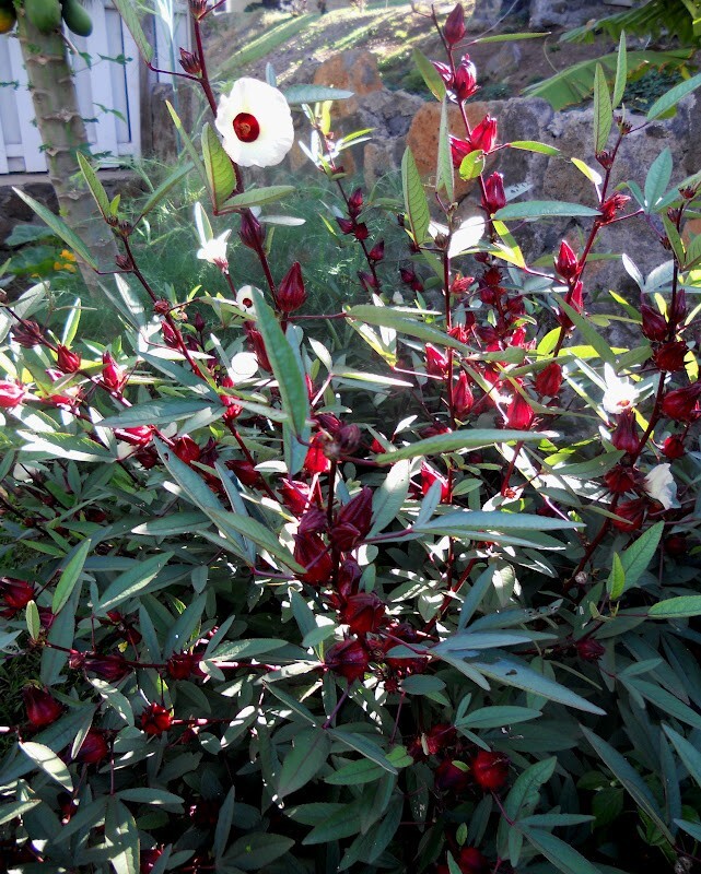 30 Roselle Seeds Gongura Sour-leaf Sorrel Hibiscus sabdariffa