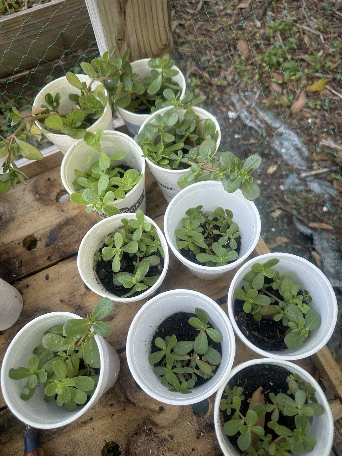 1 Pot Live Roots Plant , Portulaca Sativa Most Omega 3 Of Any Leafy (Rau Sam )