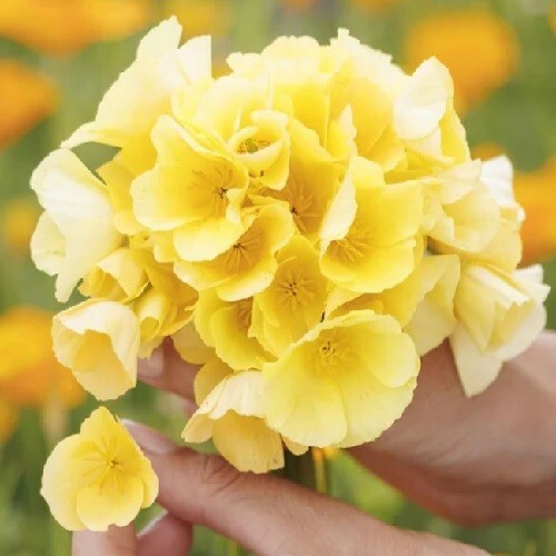 2,000+ Chrome Queen California Poppy Seeds Organic Gold Eschscholzia californica