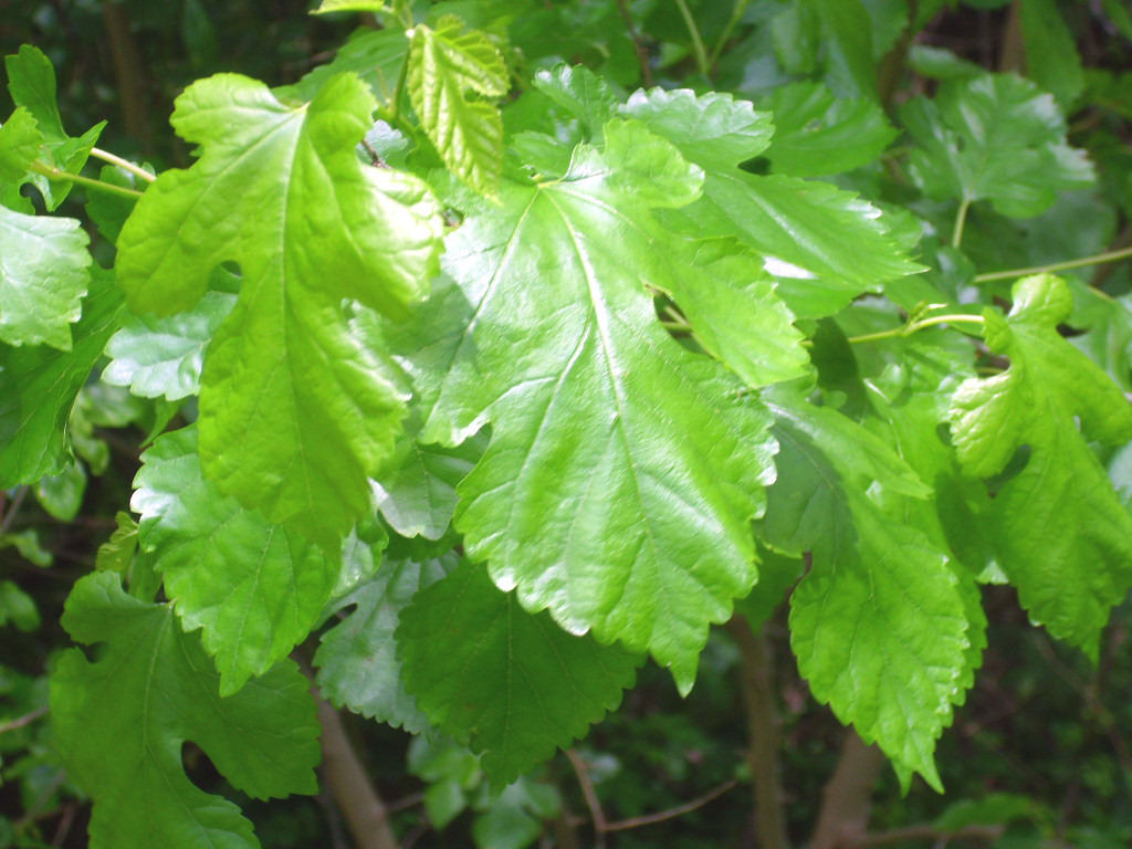 50 BLACK MULBERRY SEEDS – Morus nigra