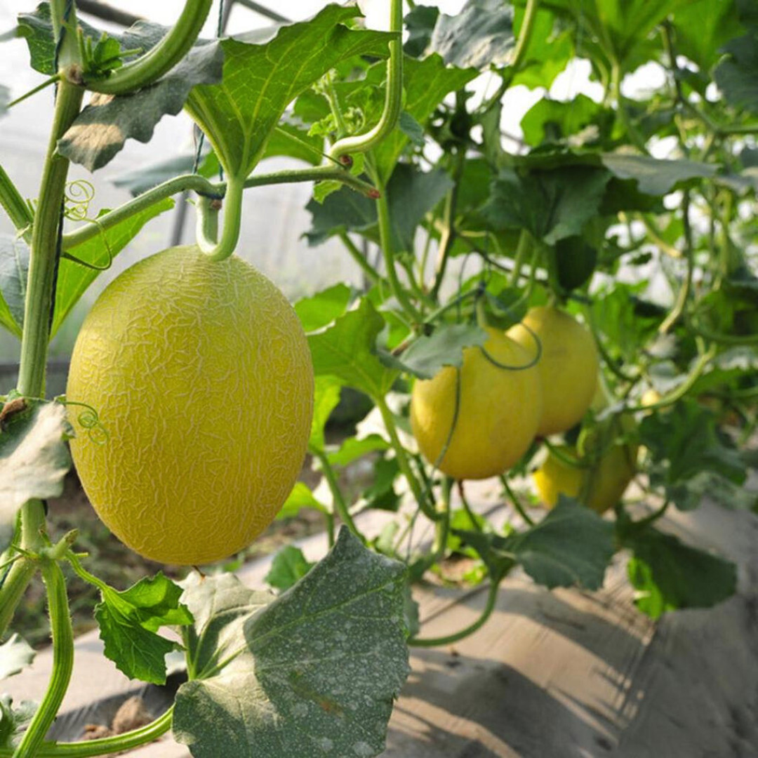 Fresh Sweet Delicious Hami Melon Seeds | Heirloom Non-GMO | Asian Fruit Seeds