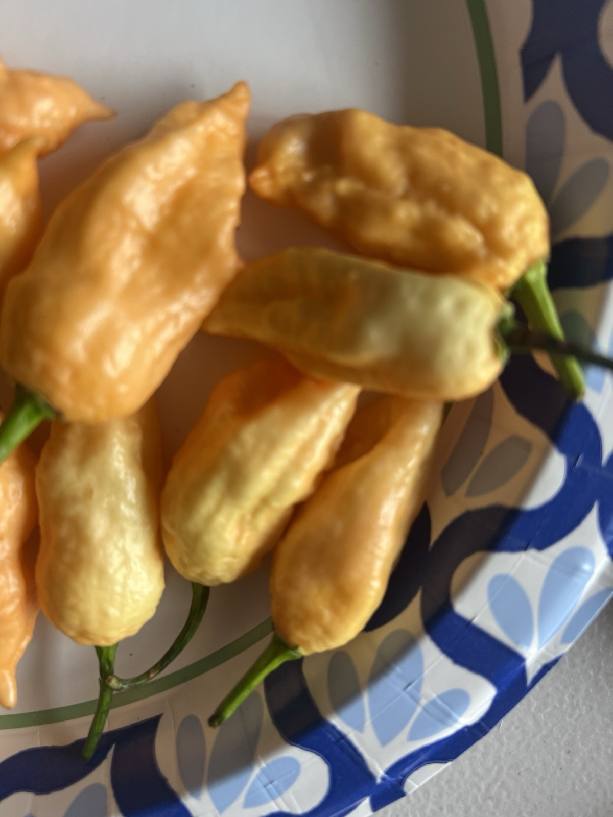 Jay’s Peach Ghost Scorpion Hot Pepper Seeds 15+ Per Pack