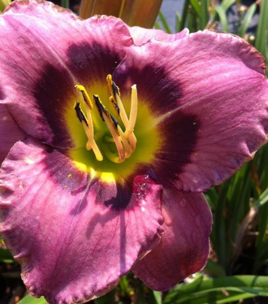 Reblooming Always Afternoon Daylily Hemerocallis One Rooted Starter Plant