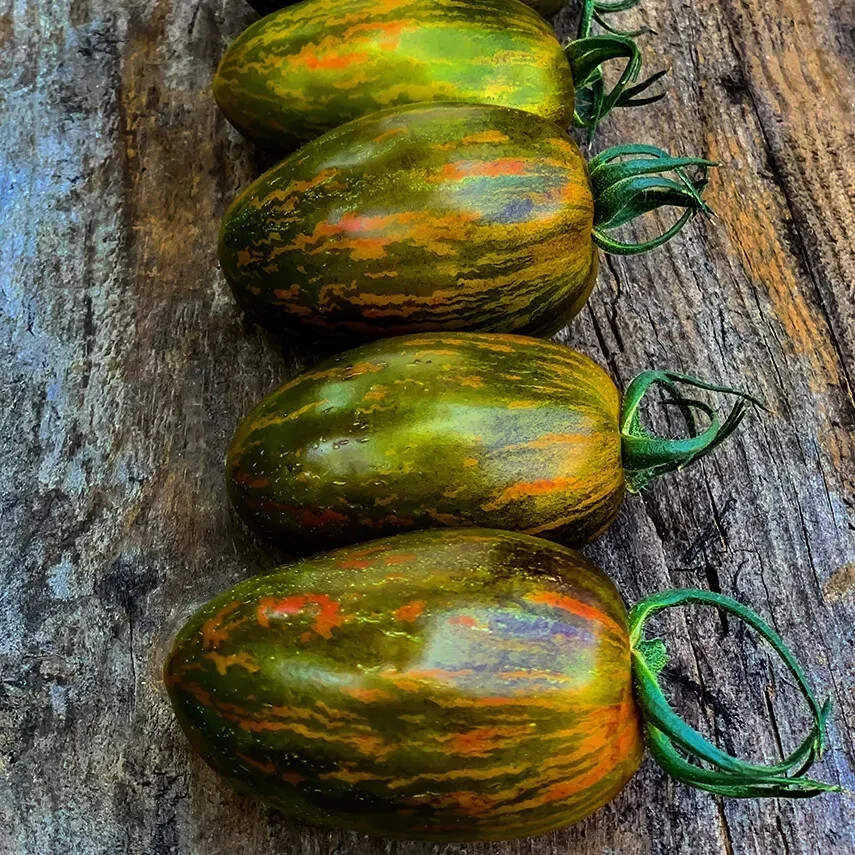 Brad’s Atomic Grape Tomato Seeds (Solanum lycopersicum) RARE Heirloom NON GMO