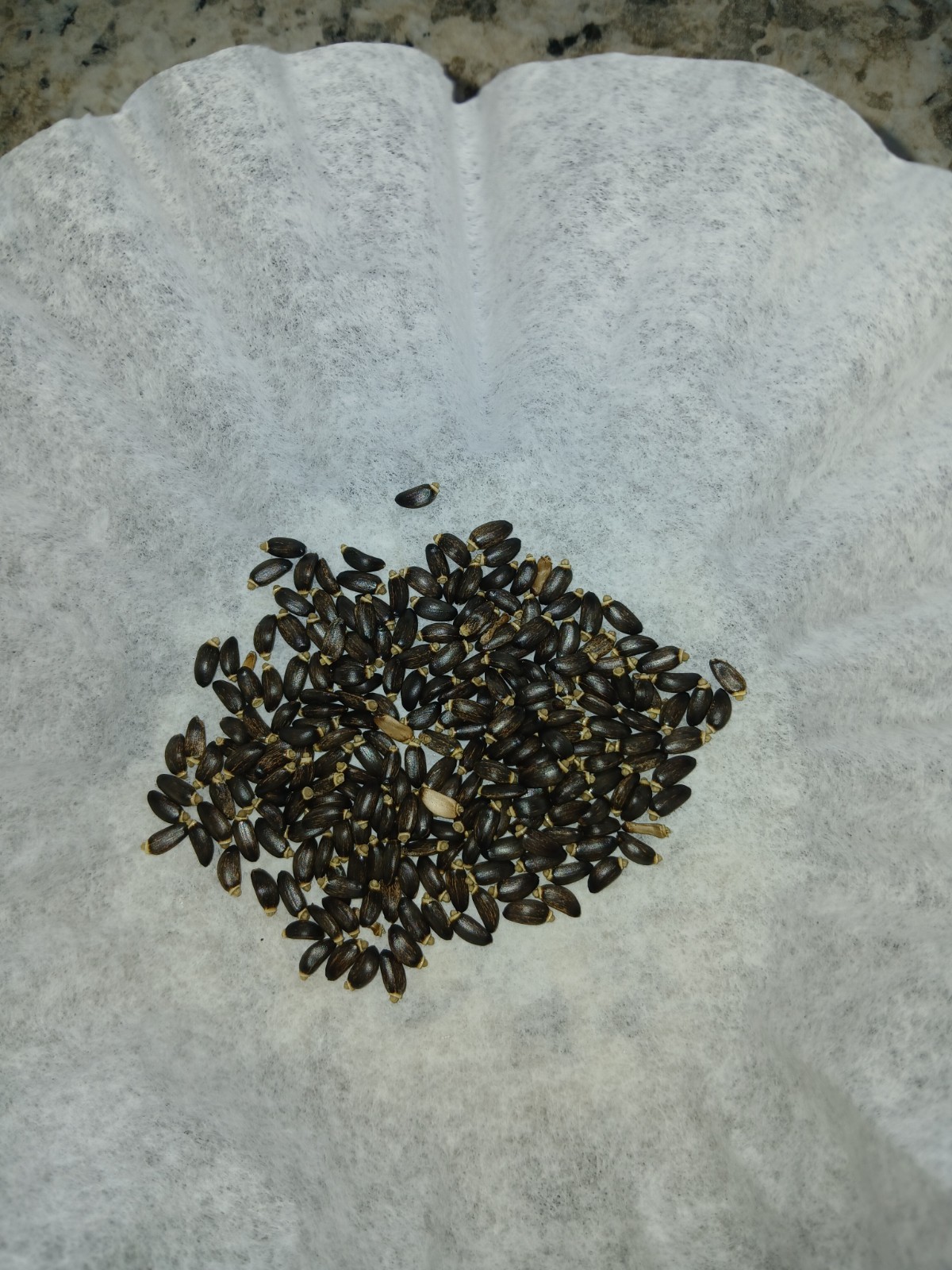 Premium Milk Thistle Seeds (5g)–Hand Picked Fresh 2026-High Germination-Healthy