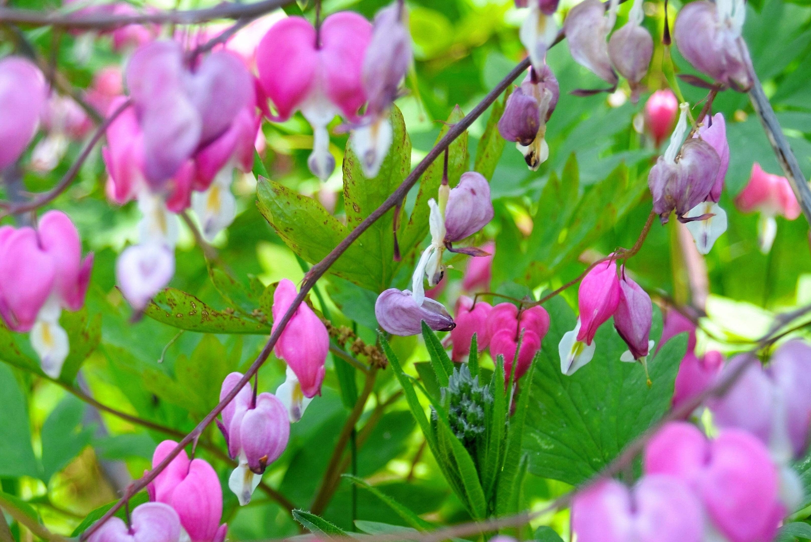 10 FRINGED / FERN LEAF BLEEDING HEART Dicentra Eximia Pink Flower Seeds *CombS/H