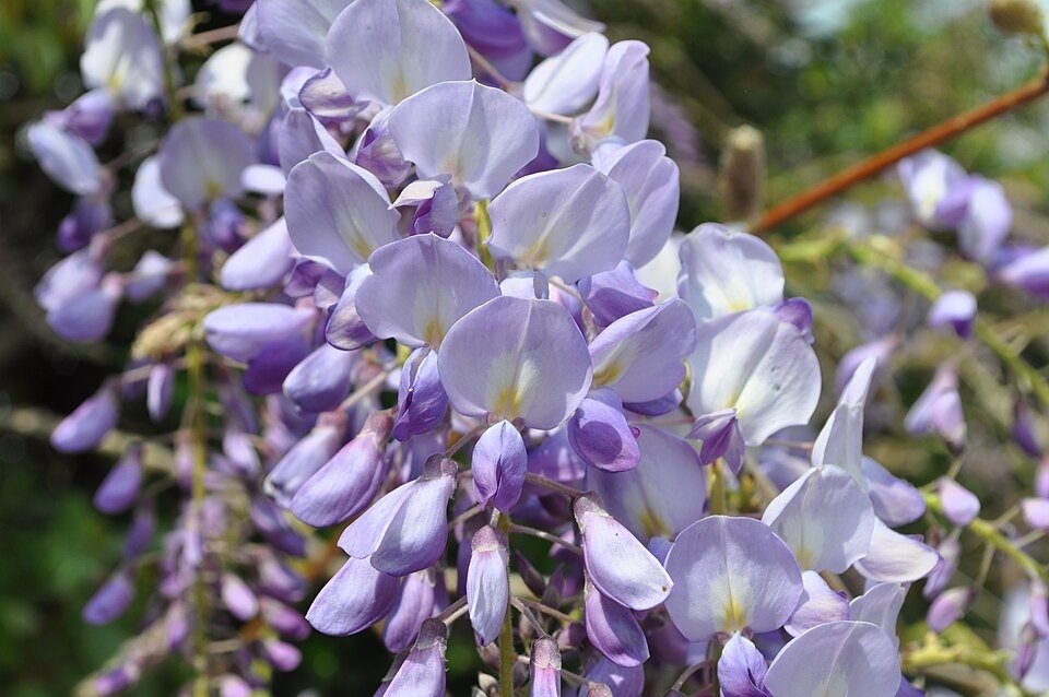 Wisteria sinensis | Chinese Wisteria | 10 Seeds