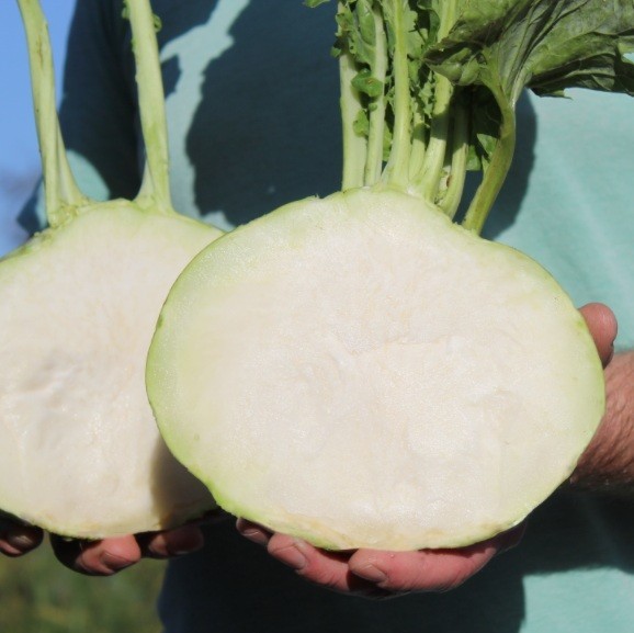 Superschmelz Giant White Kohlrabi 50 – 500 – 5000 Seeds Winter Hardy Heirloom