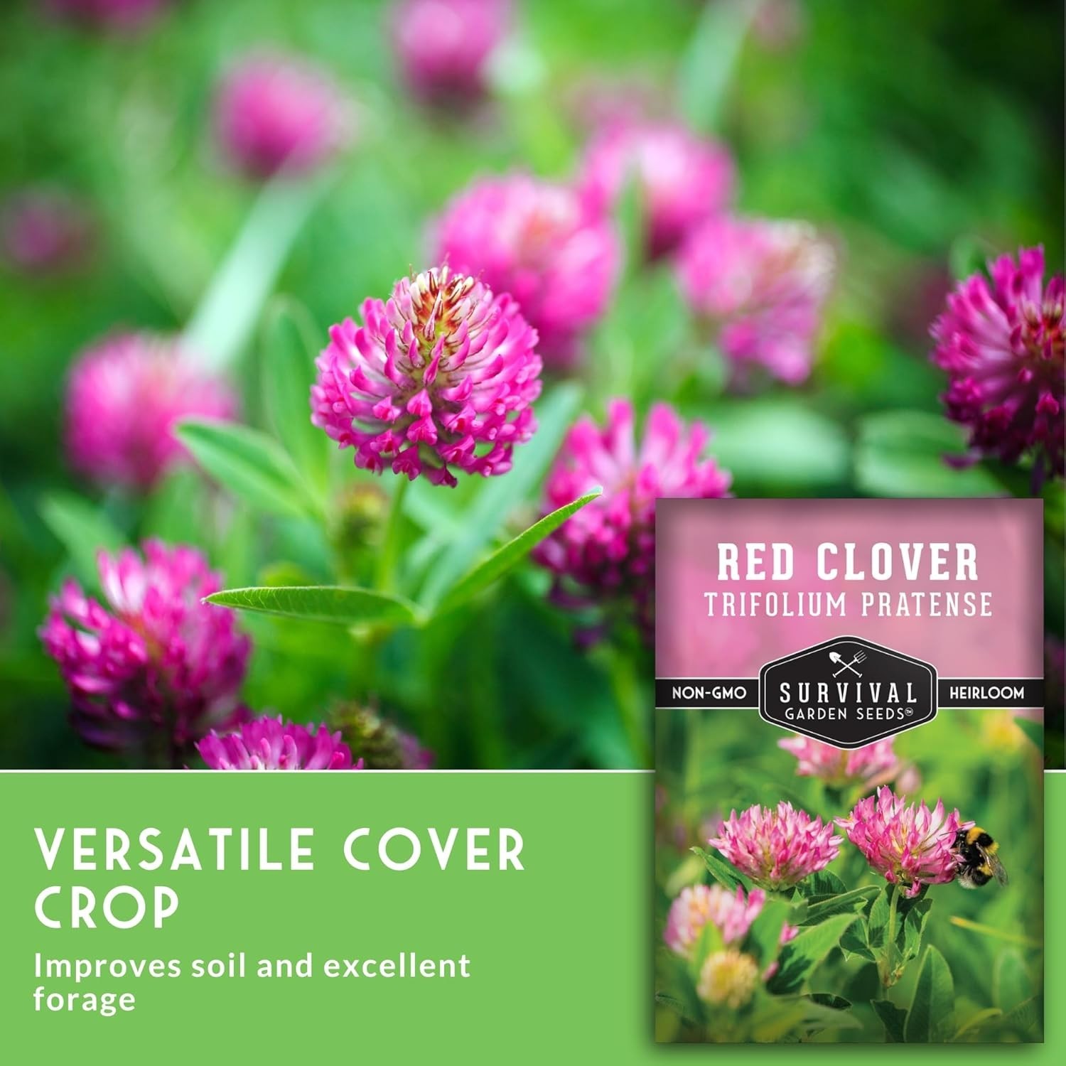 Fast-Germinating Red Clover Seeds for Spring Fall Planting