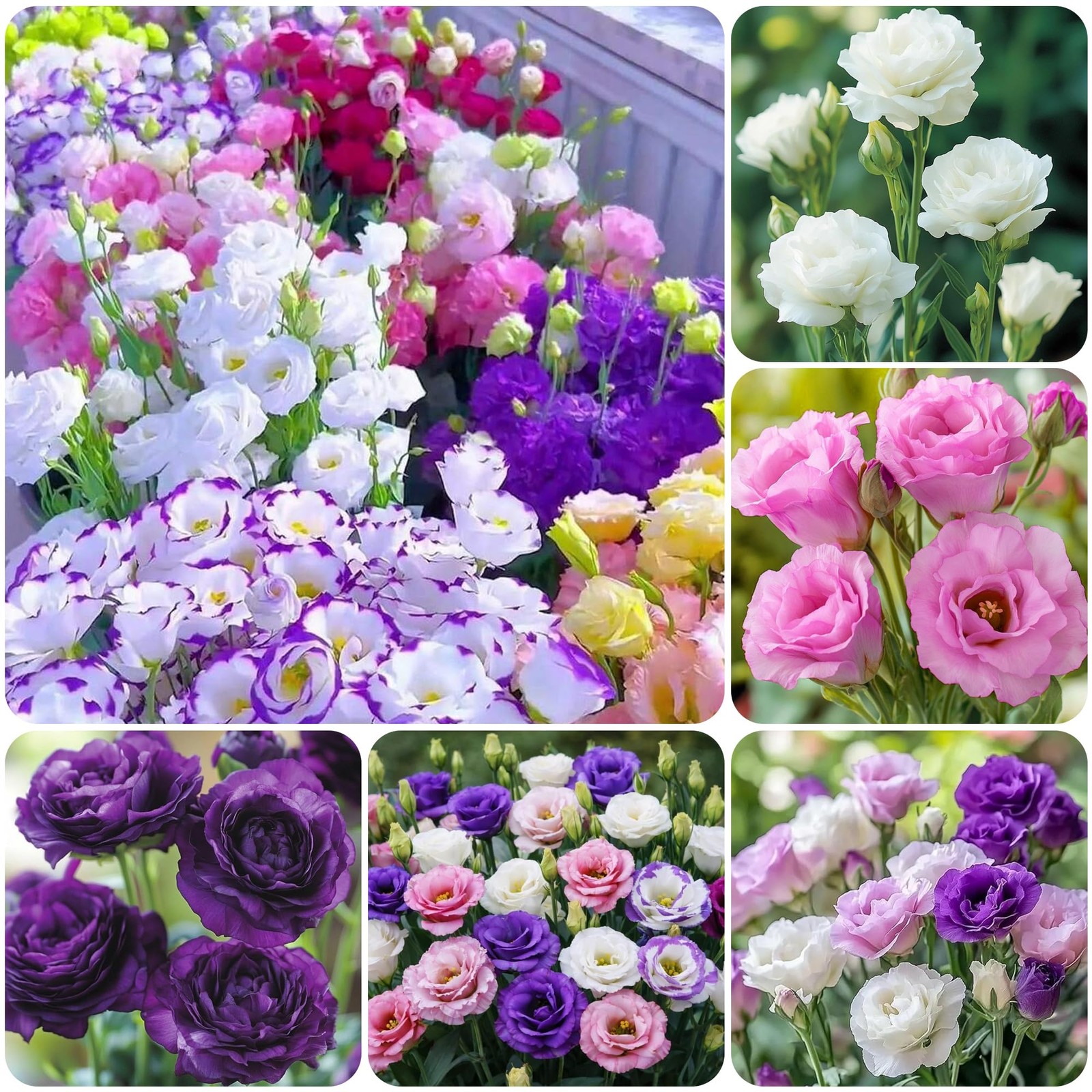 1000+Mixed Lisianthus Seeds for Planting-Lisianthus Thornless Roses Mixed
