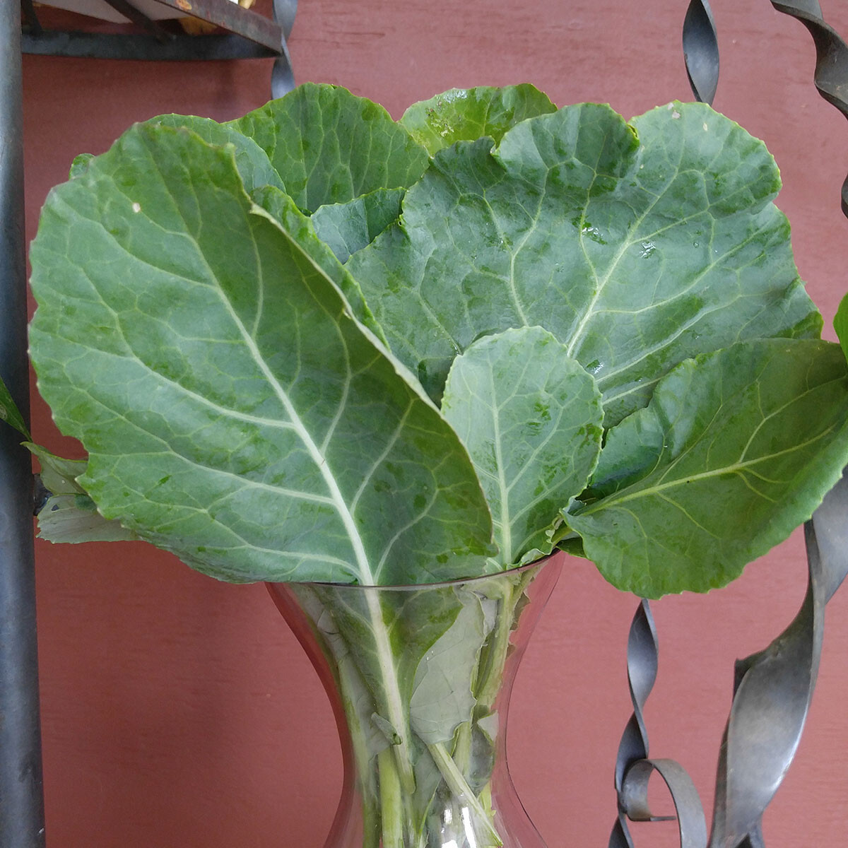 250 MORRIS HEADING COLLARD SEEDS FRESH HARVEST FOR 2024 GARDENS US SELLER