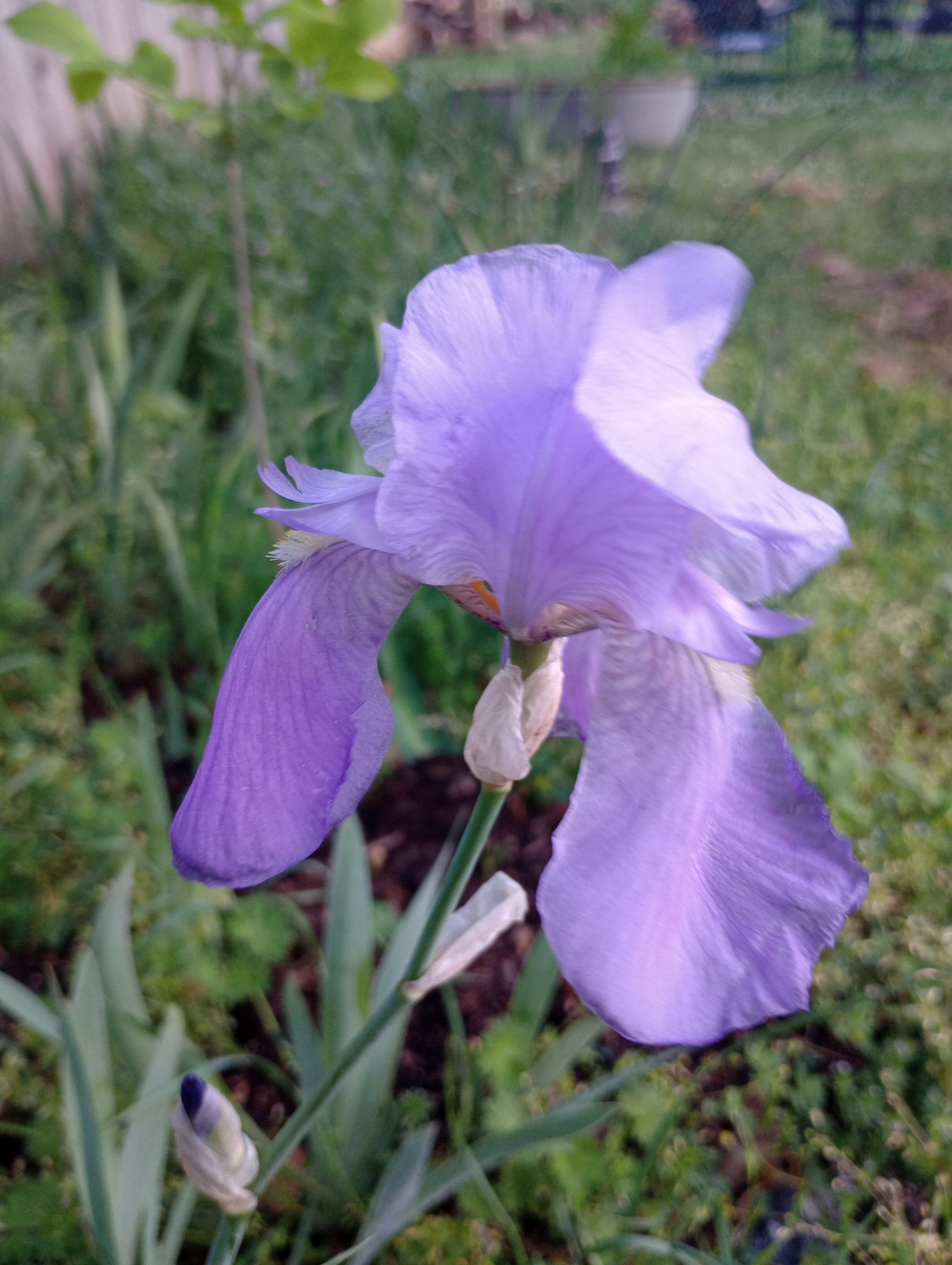 6x MIXED VARIETIES/COLORS BEARDED IRIS Bulbs/Rhizomes FRESH~FREE SHIPPING~