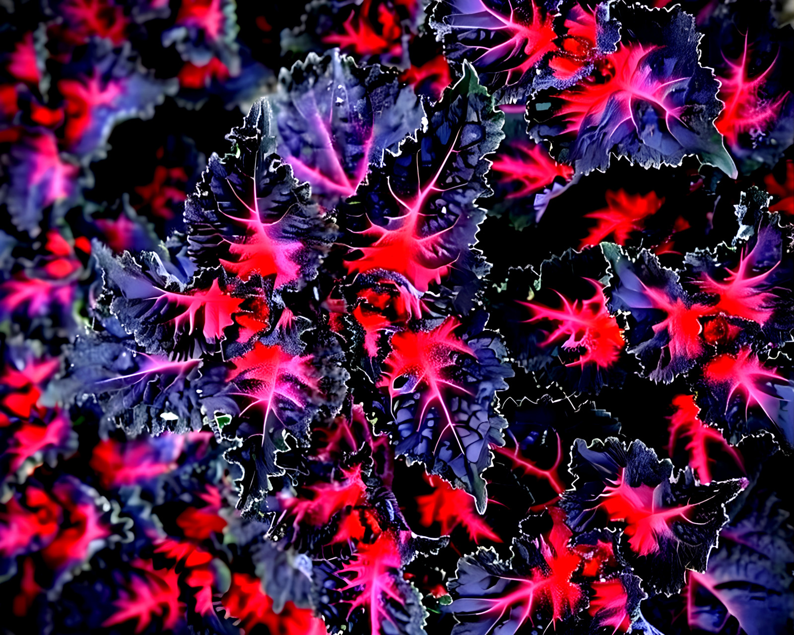 25 Coleus Black Dragon Lulu Seeds – Rare Dark Foliage – Ornamental Flower Plant