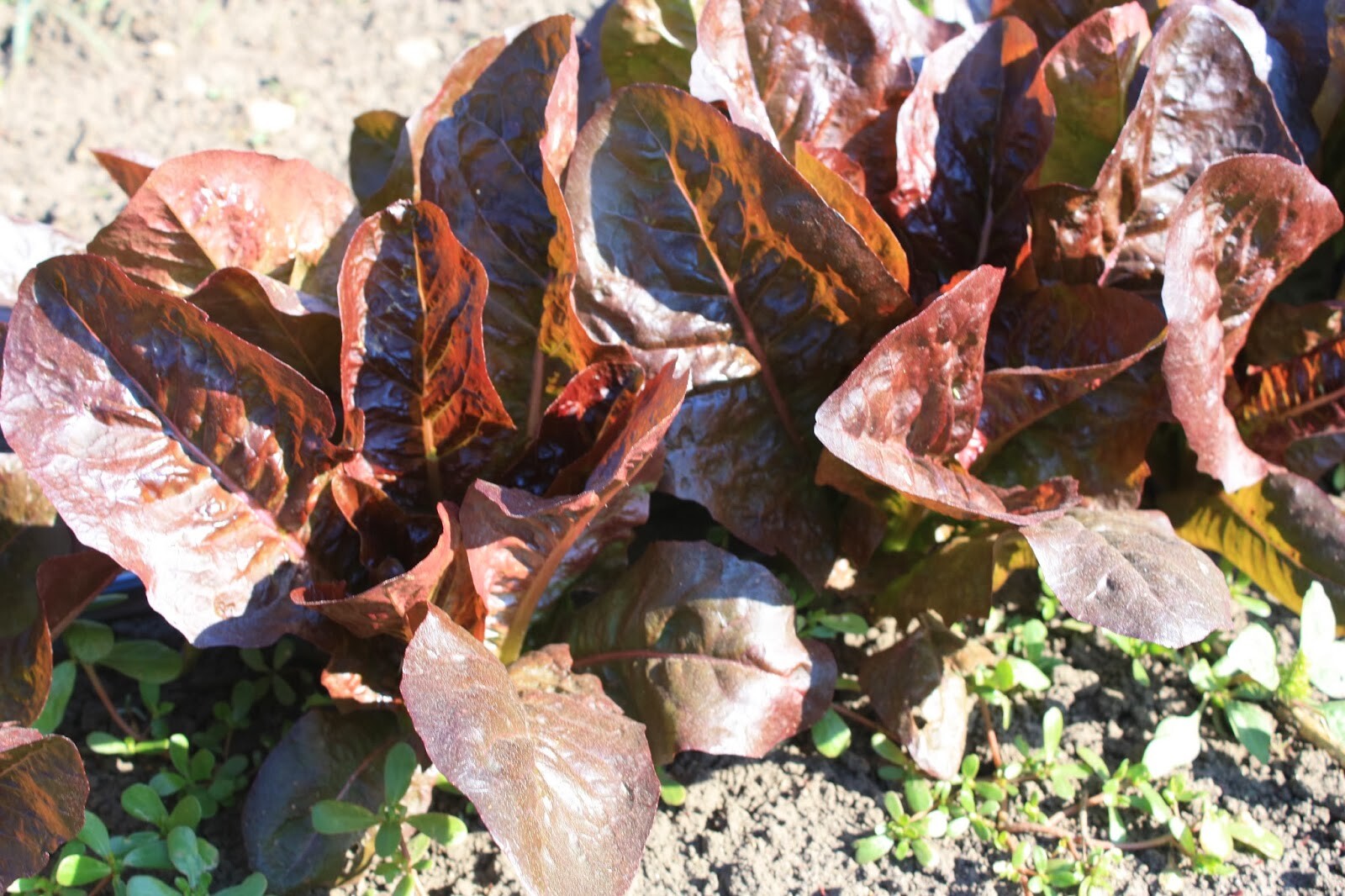 601+ROUGE DE HIVER Lettuce Seed Organic French Greens Vegetable Garden Container
